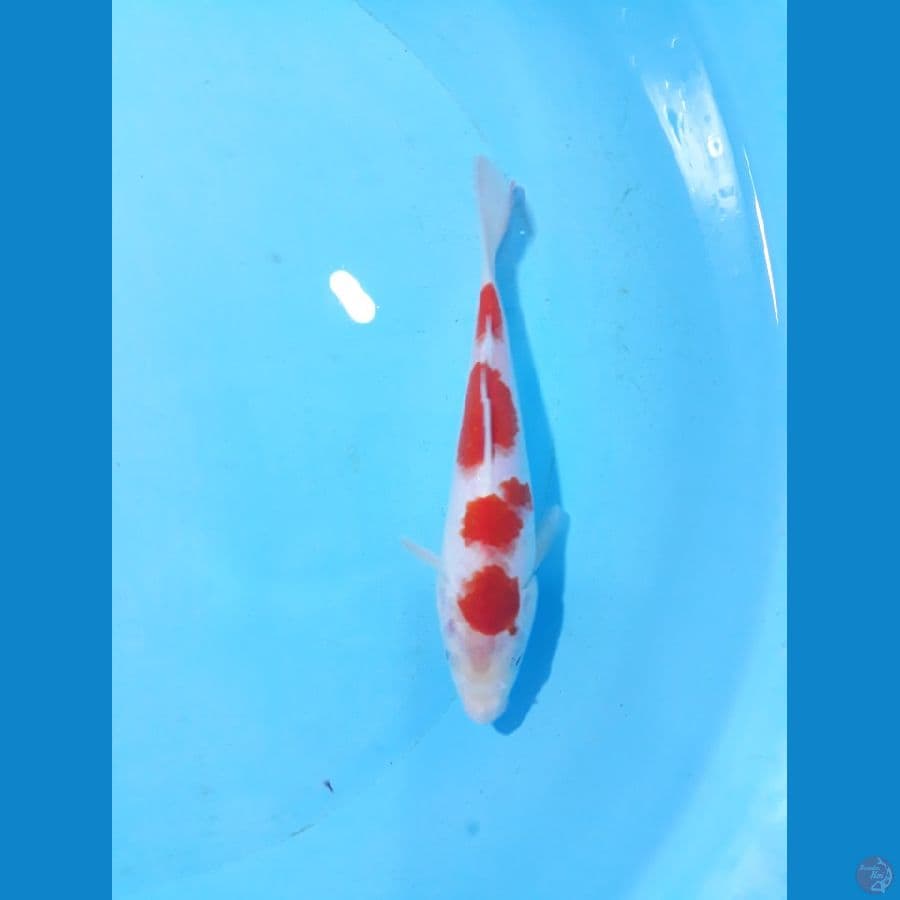 20cm kohaku