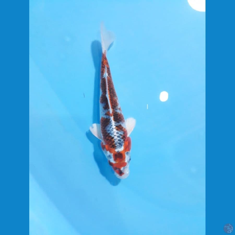 21cm kojhaku