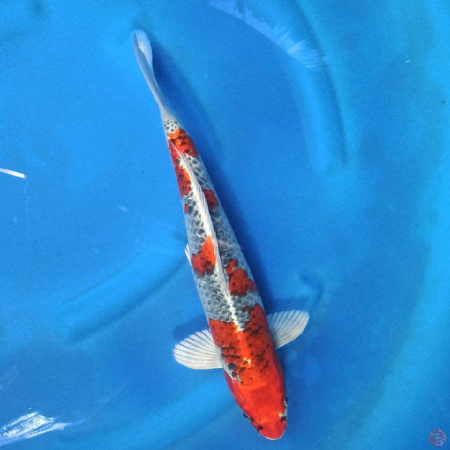 BENIGINGGA - M40CM