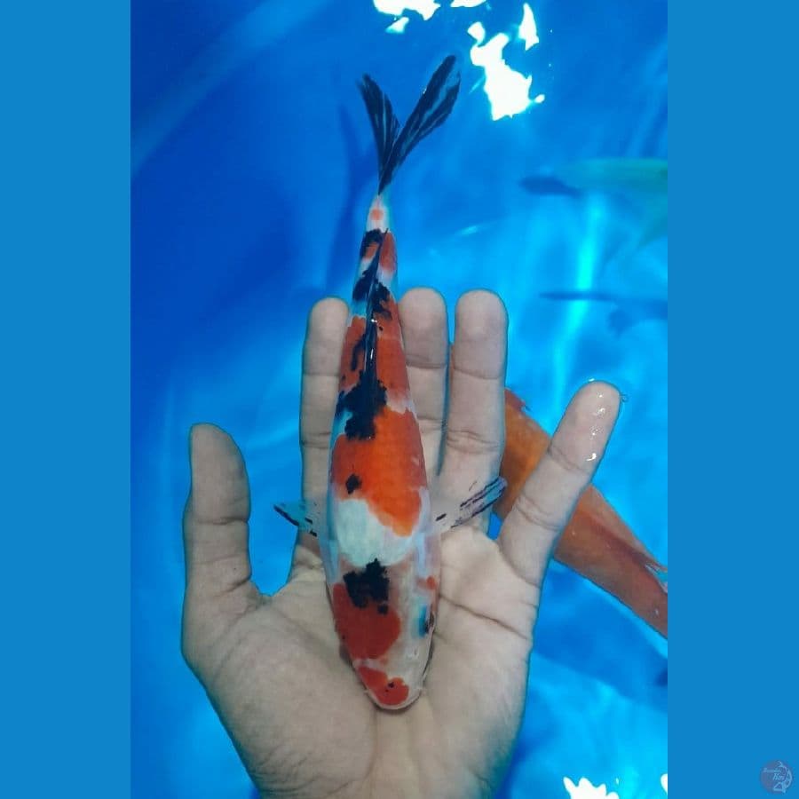 SHANKE (18 CM)