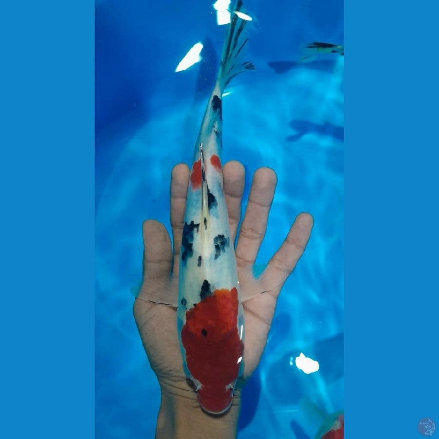 SHANKE (26 CM)