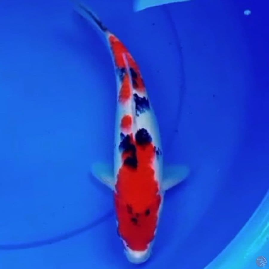 TAISO SANKE 33cm