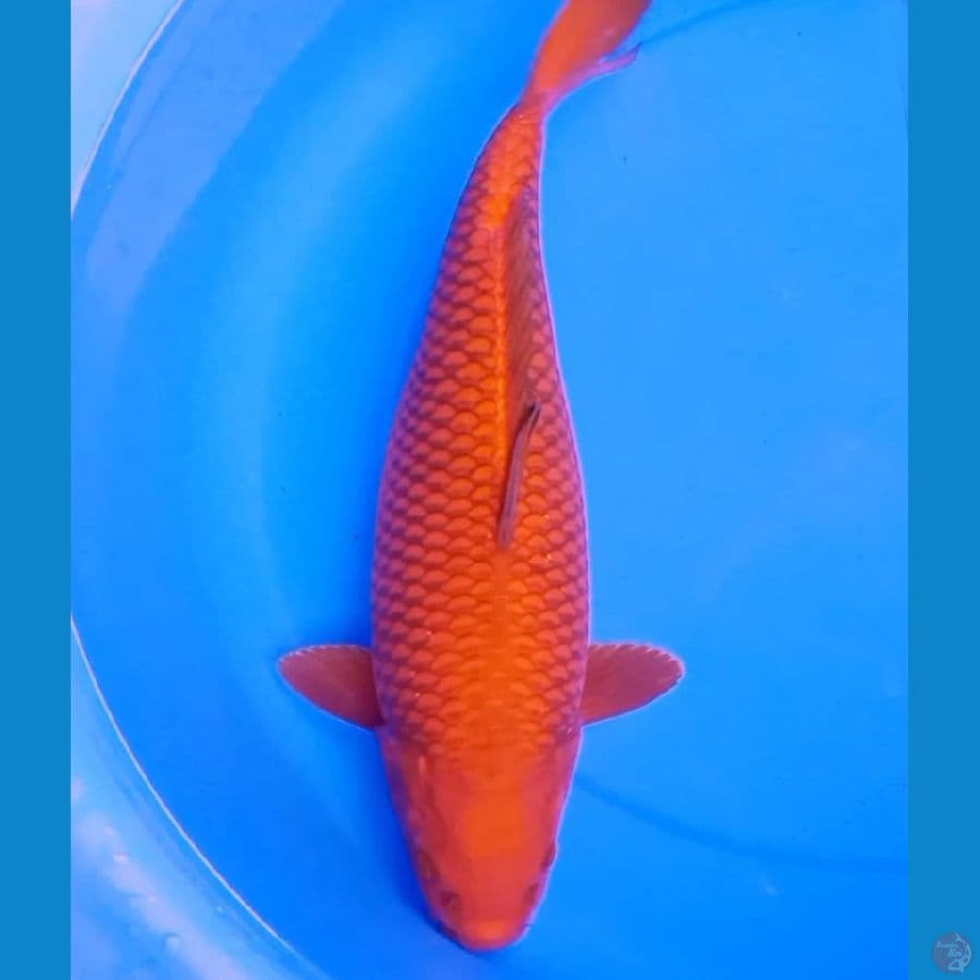 44cm CHAGOI COKLAT TEMBAGA