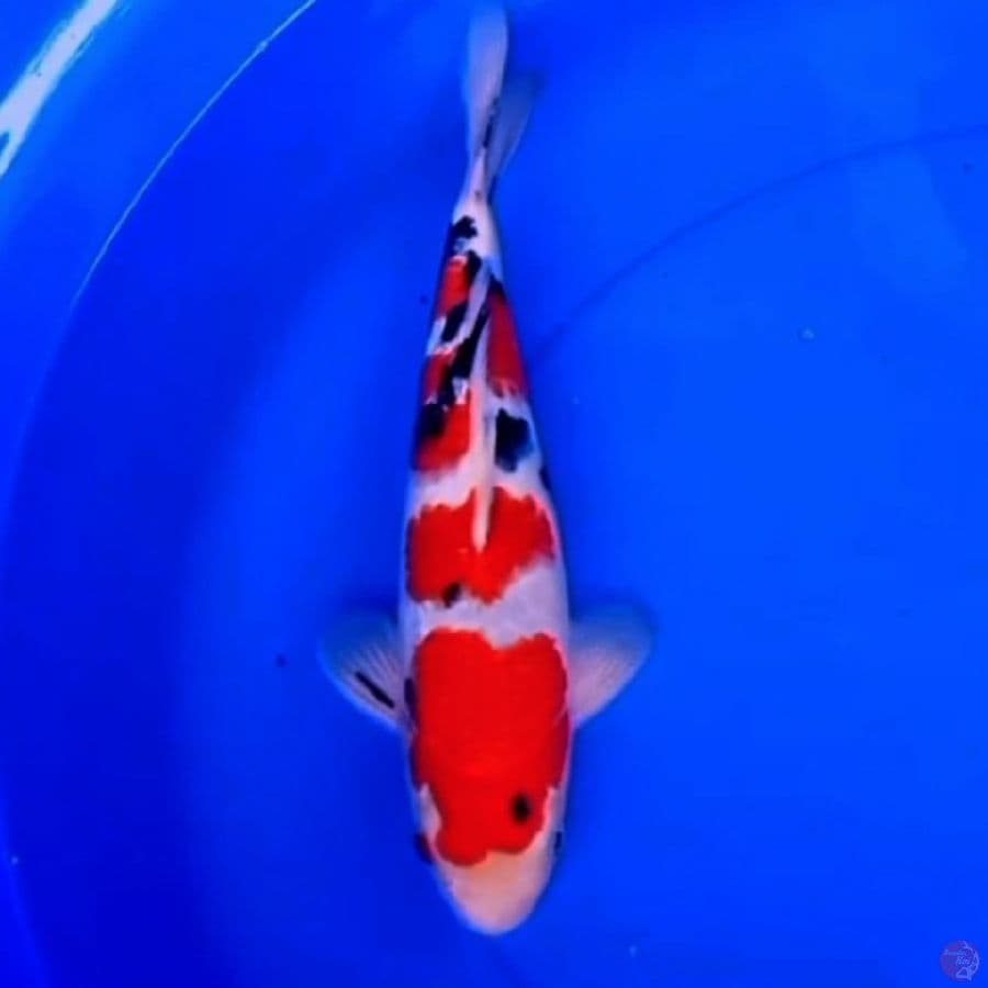 4STEP TIGER SANKE 33cm