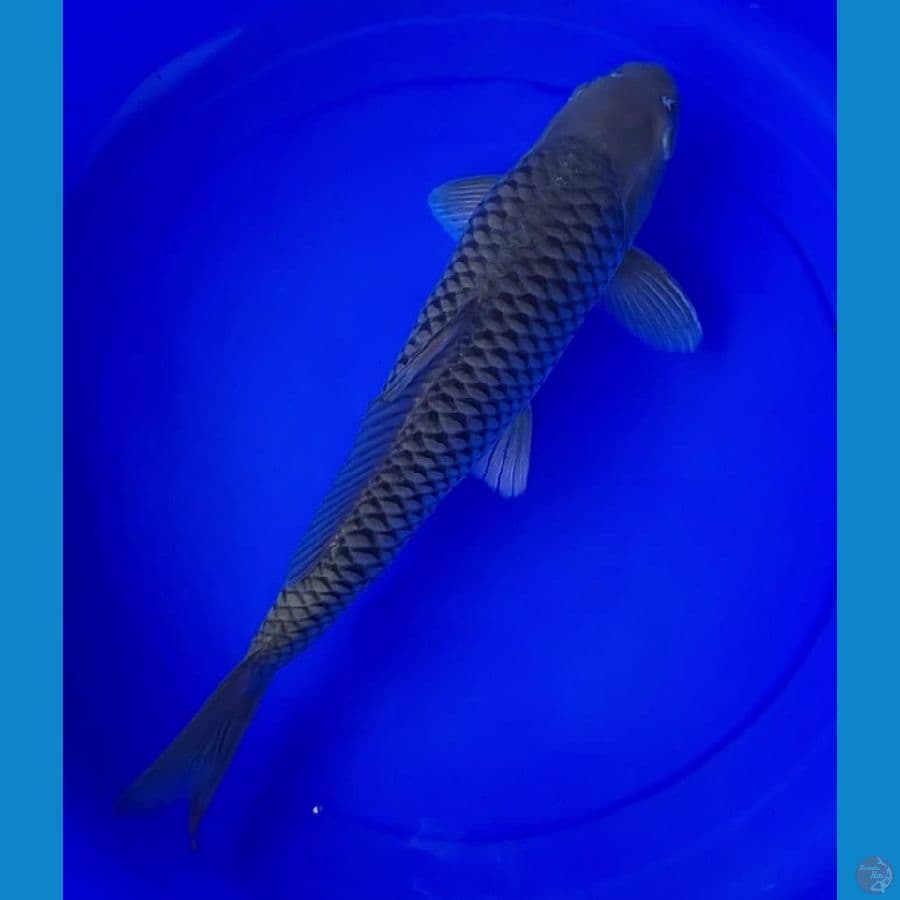 Chagoi Pukurin Tebal, 45cm
