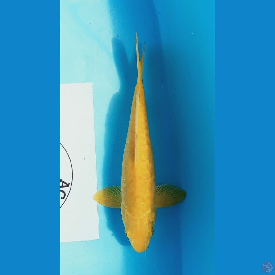 Karashi agragoke 24 cm