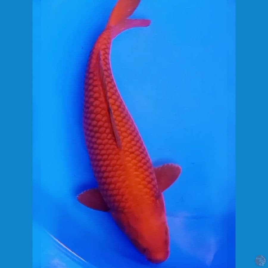 45cm BODY BULKY CHAGOI TEMBAGA