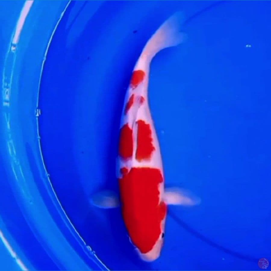 37cm KOHAKU 4 STEP SUPER RED