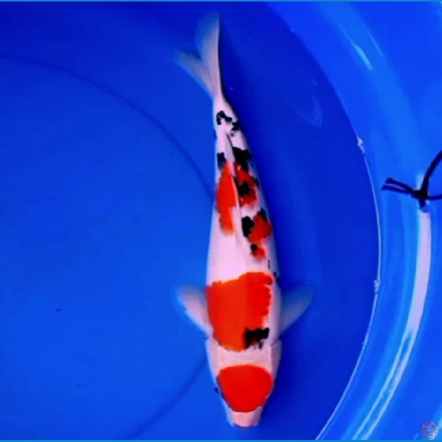 37cm MARUTEN TSUBOSUMI SANKE