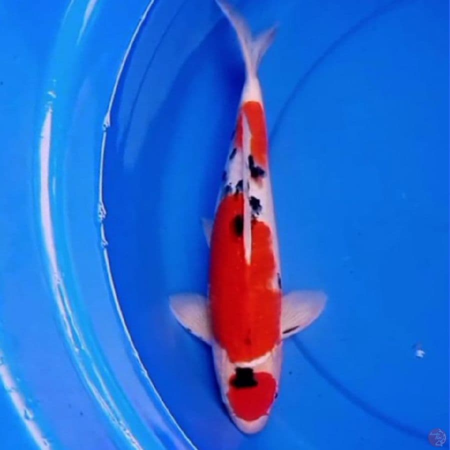 37cm MARUTEN SANKE 3STEP