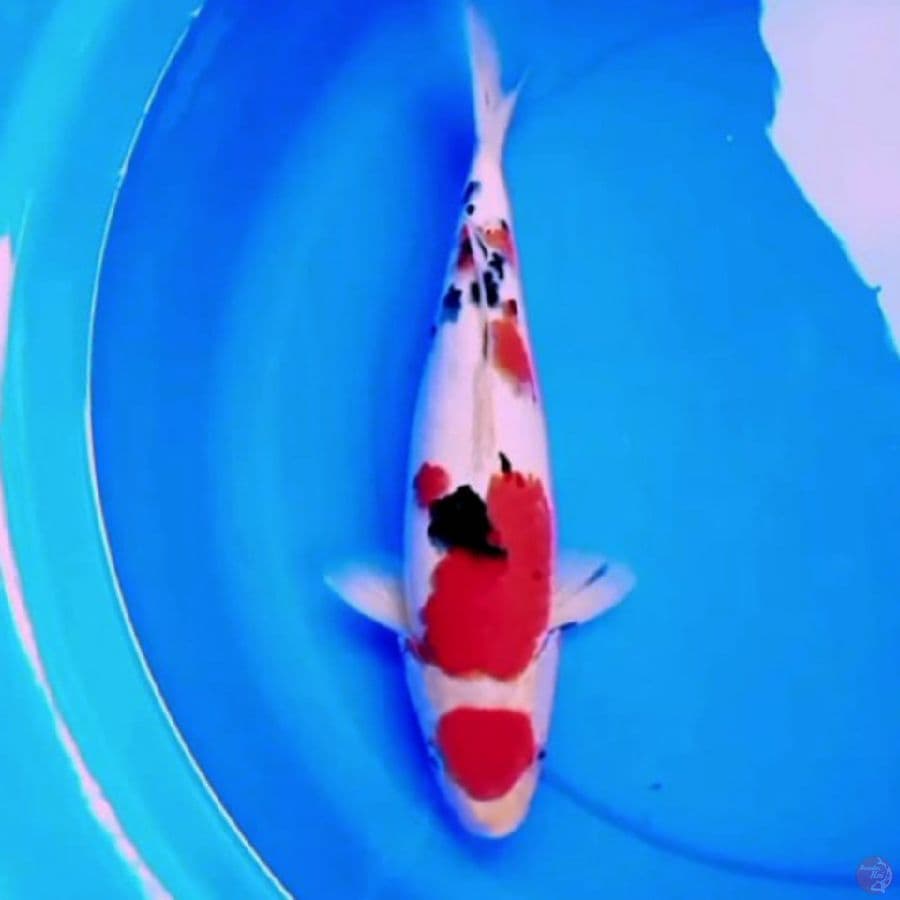 37cm SANKE BAGUS