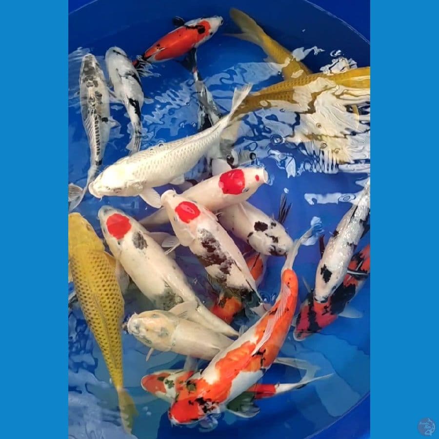 Jumbo mix 33-45cm 20ekor, Tanco,Penjinak Jagung,Doit,Ginrin ORIGINAL