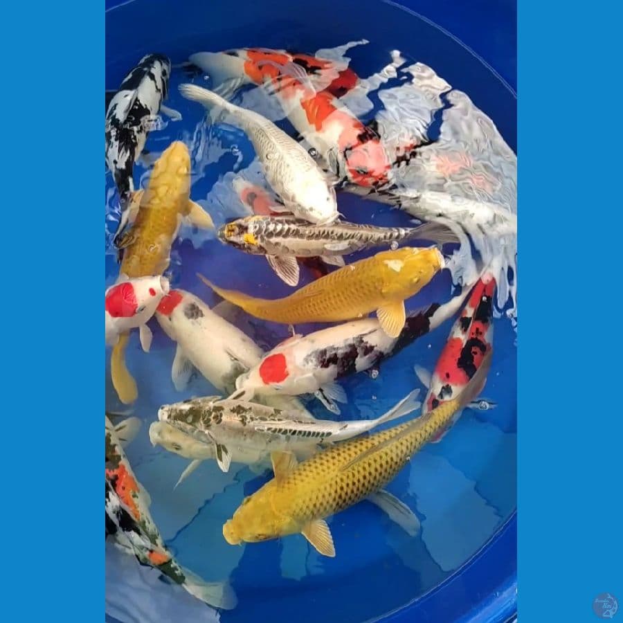 Jumbo mix 33-45cm 20ekor, Tanco,Penjinak Jagung,Doit,Ginrin ORIGINAL