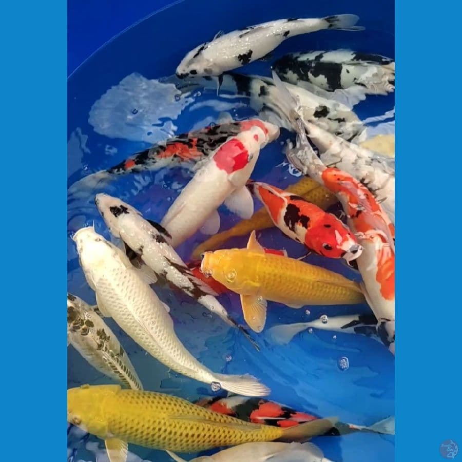 Jumbo mix 33-45cm 20ekor, Tanco,Penjinak Jagung,Doit,Ginrin ORIGINAL
