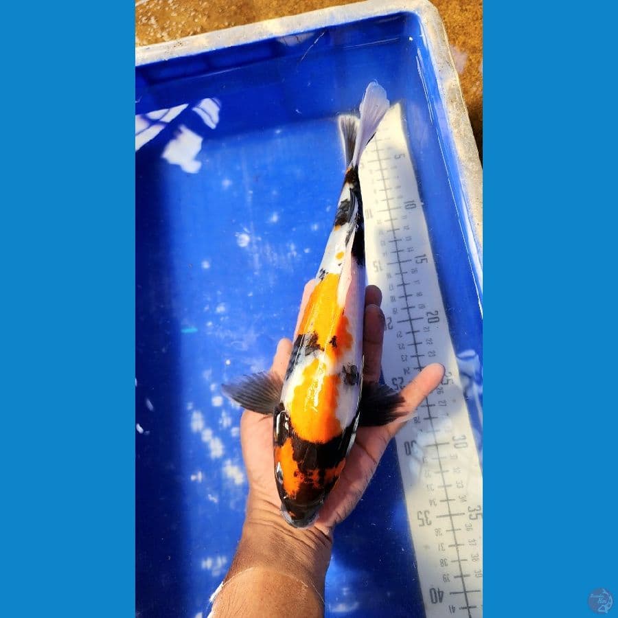 31cm showa
