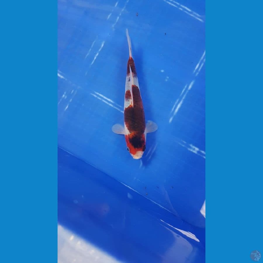 Goromo 19 cm