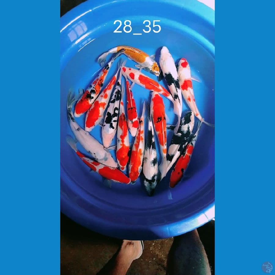 16 ekor uk 28_35cm