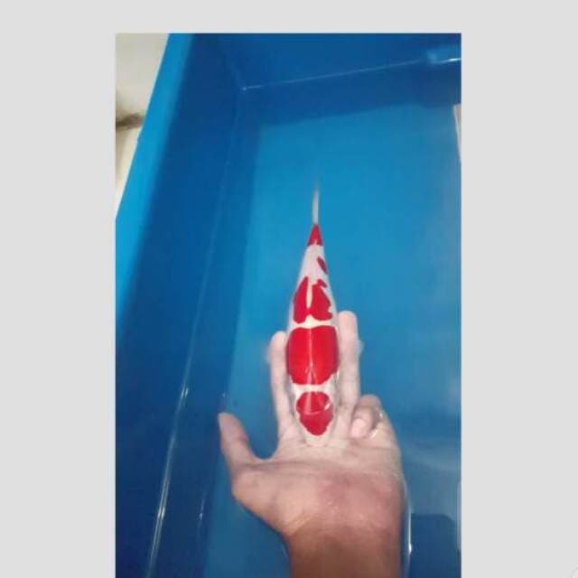 kohaku koleksi super 30cm