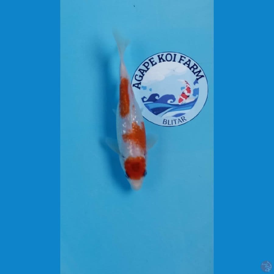 kohaku ginrin 22 cm