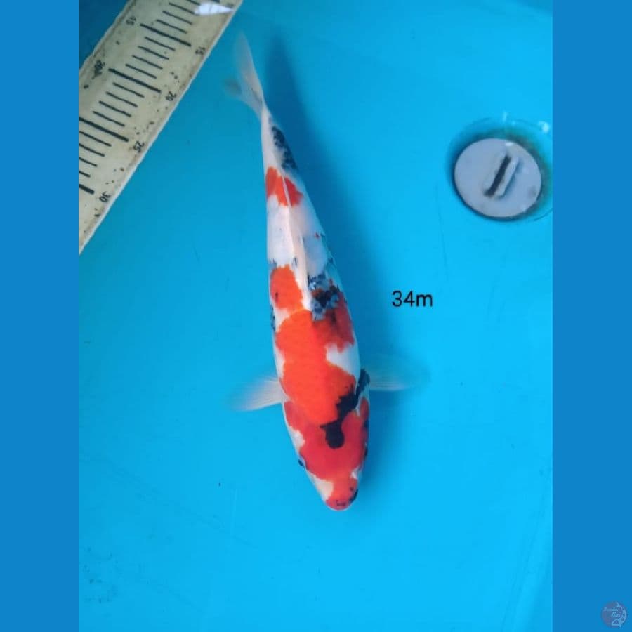 showa 34cm m