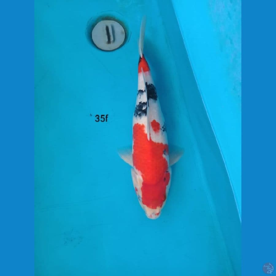 showa 35cm f