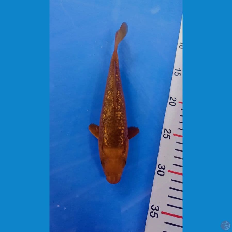 Ginrin 23cm