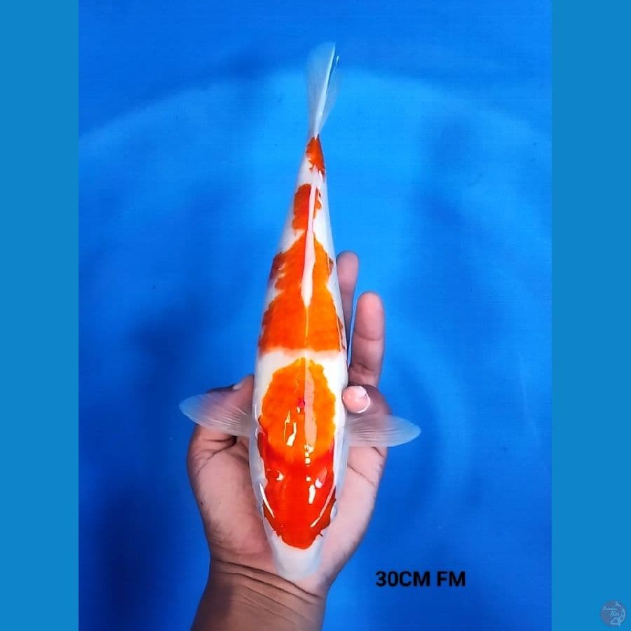 Kohaku 30CM FM