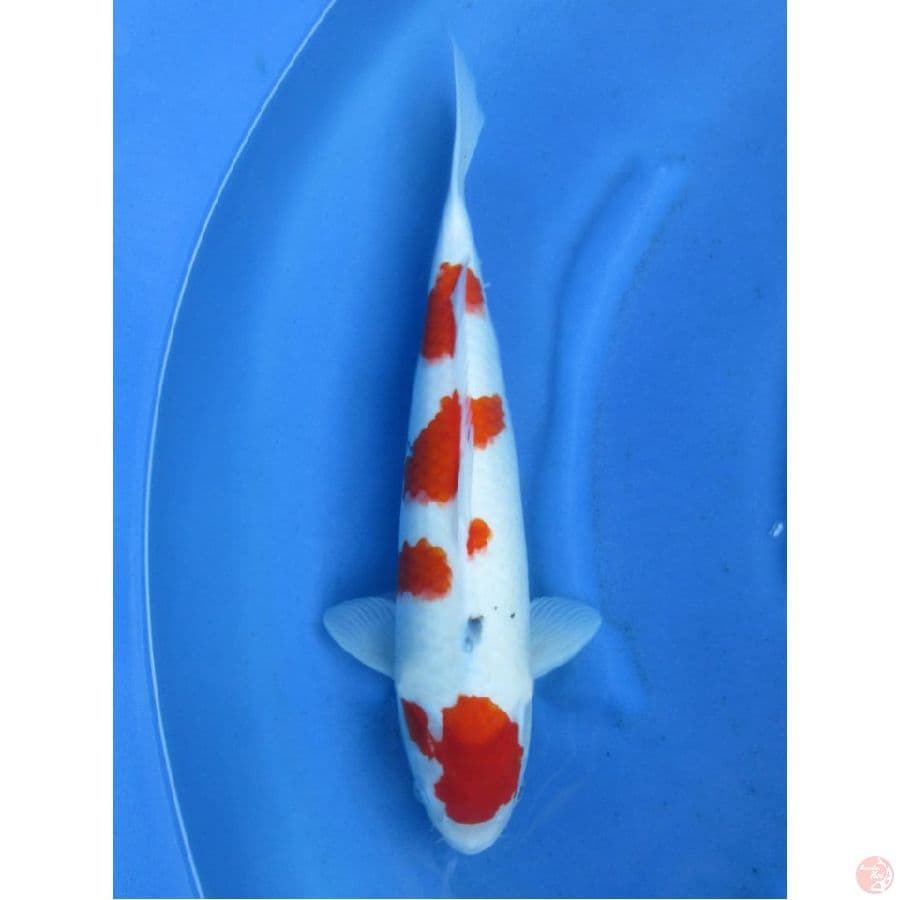 45cm , Sanke Jumbo
