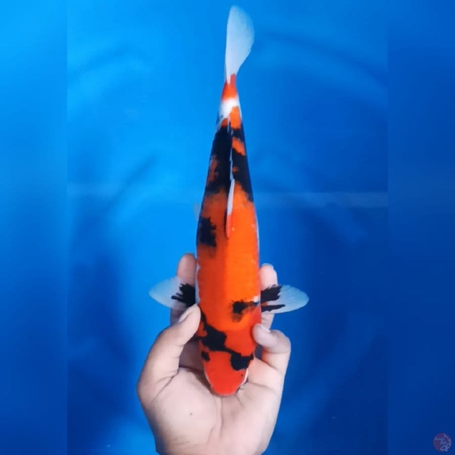 ( 32CM ) SHOWA - FEMALE