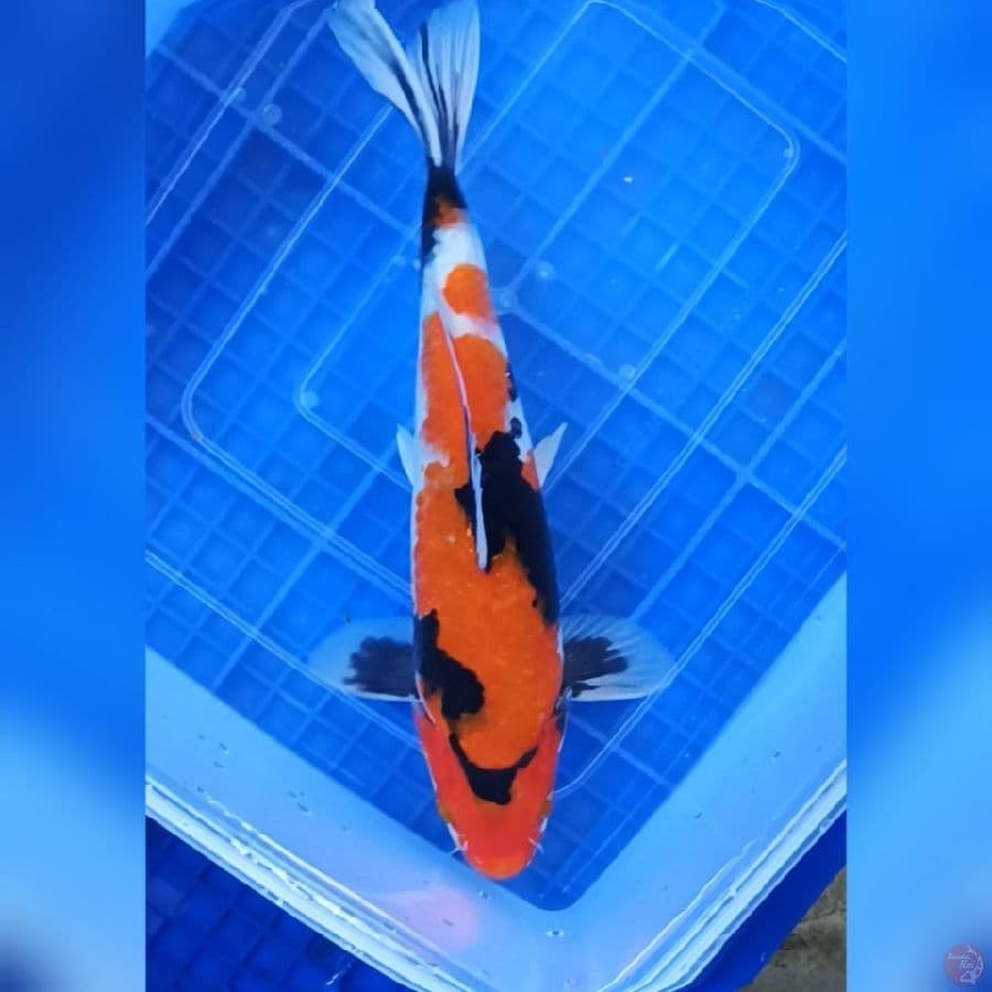 ( 28CM ) SHOWA MANTAP - MALE