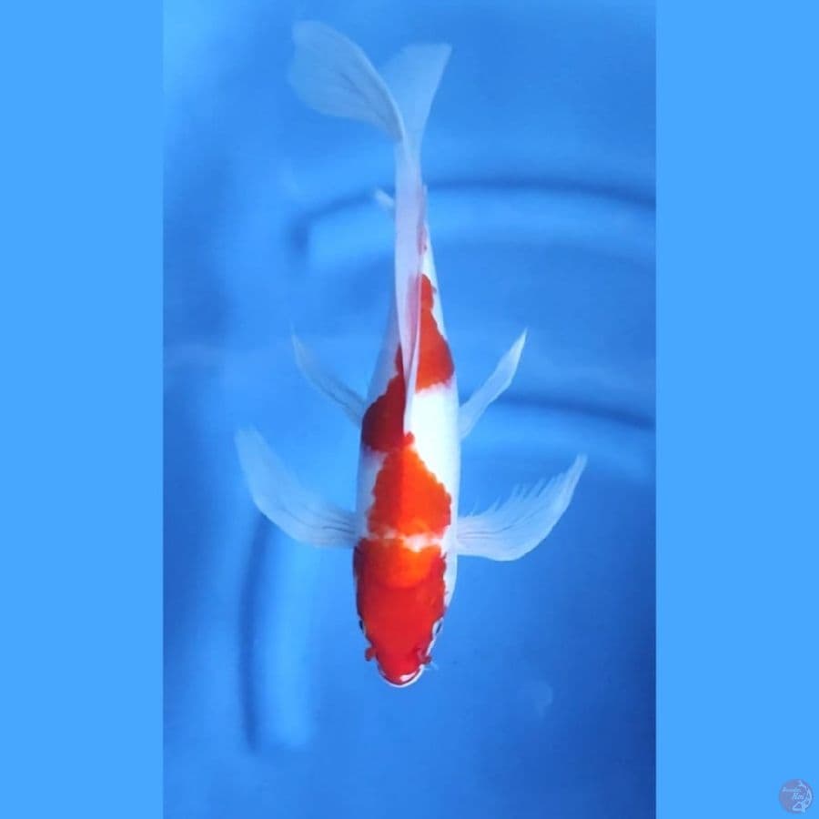 ( 34CM ) KUMPAY KOHAKU - FEMALE