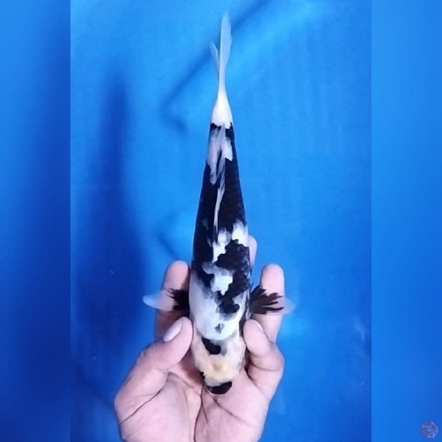 ( 24CM ) SHIRO - FEMALE