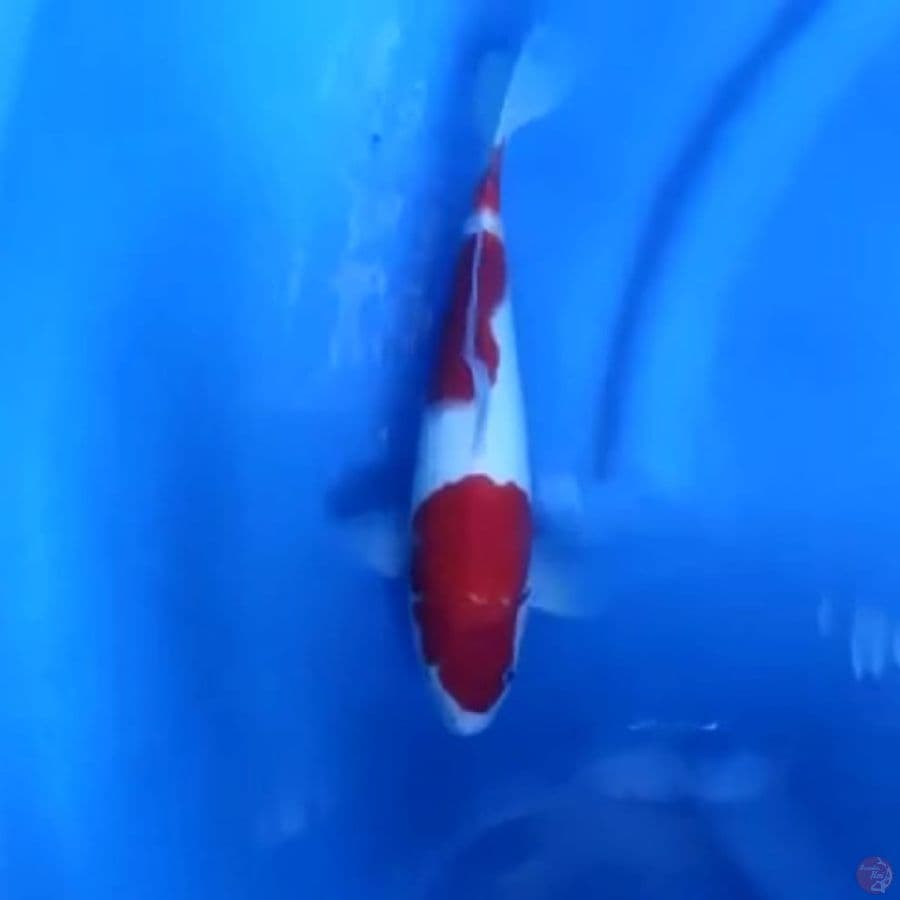 ( 30CM ) KOHAKU ORIGINAL - MALE