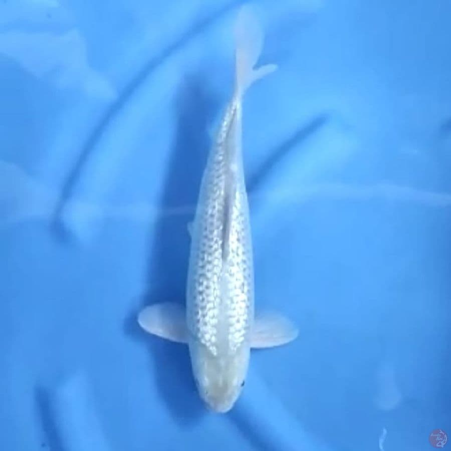 ( 32CM ) SORAGOI GINRIN - MALE