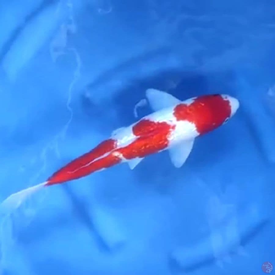 ( 34CM ) KOHAKU GINRIN STRONG - MALE