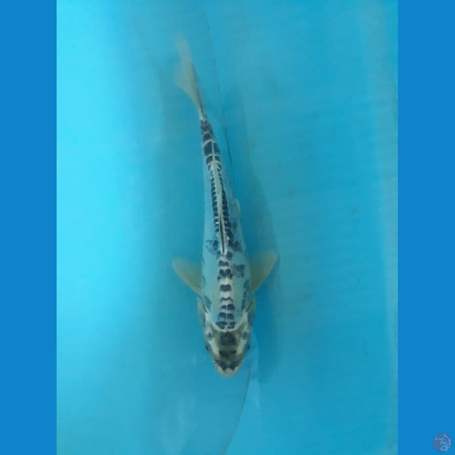 kiko25cm