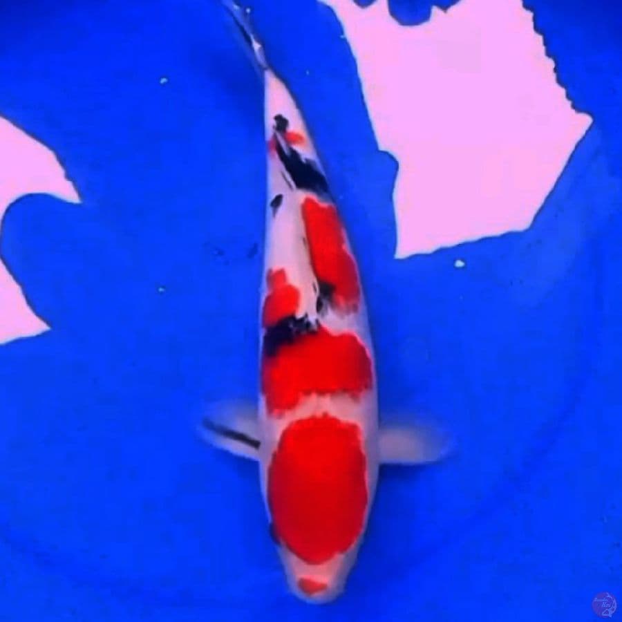 38cm KUCIBENI SANKE STRONG