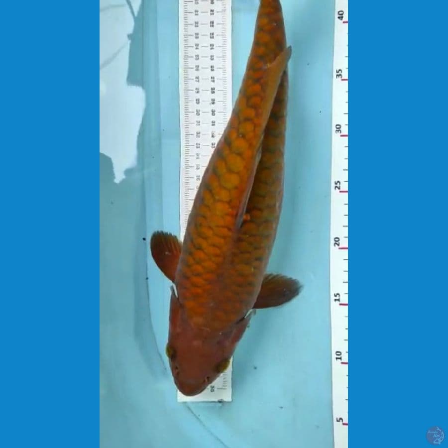chagoi 40cm