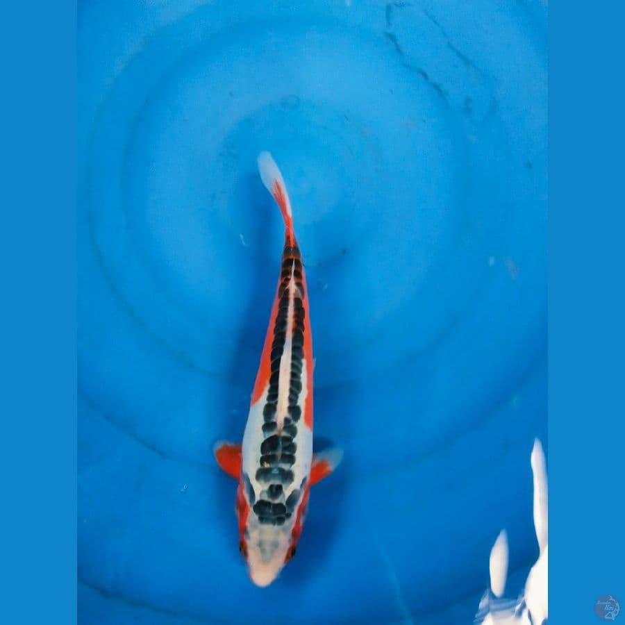 shusui 28cm