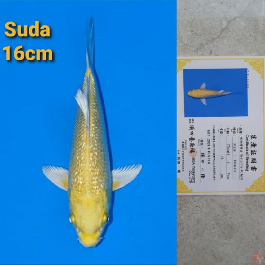 SUDA YAMABUKI OGON GINRIN SLEYER 16CM SERTI