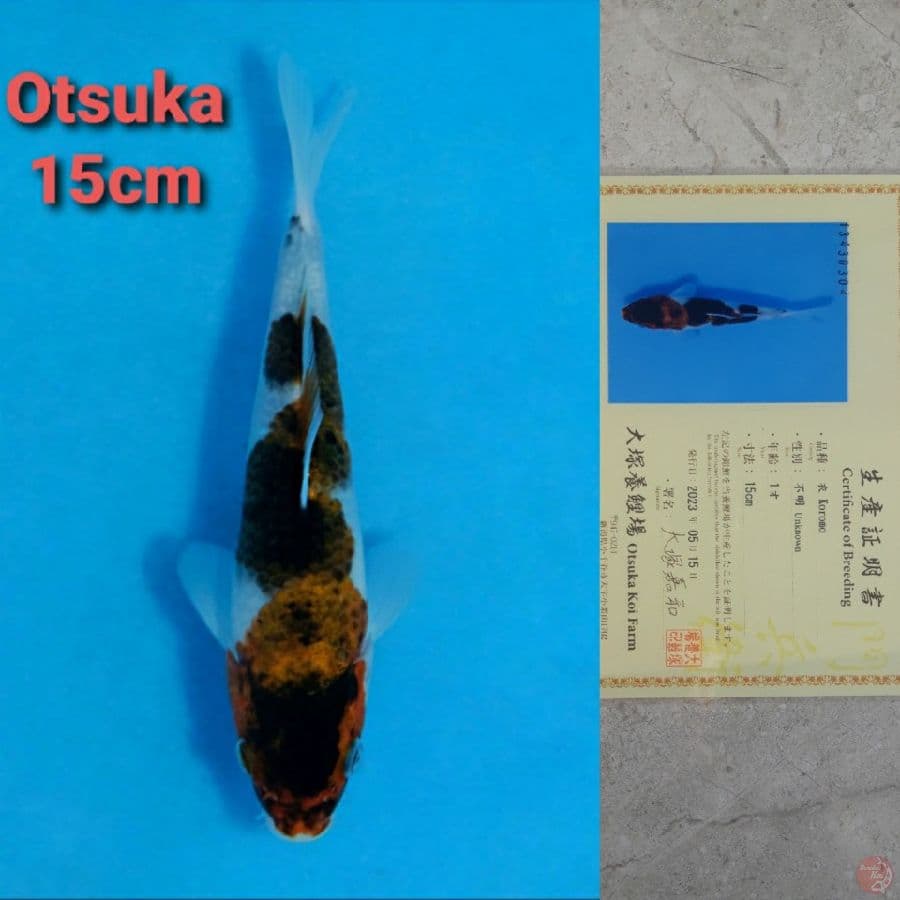 OTSUKA GOROMO 15CM SERTI