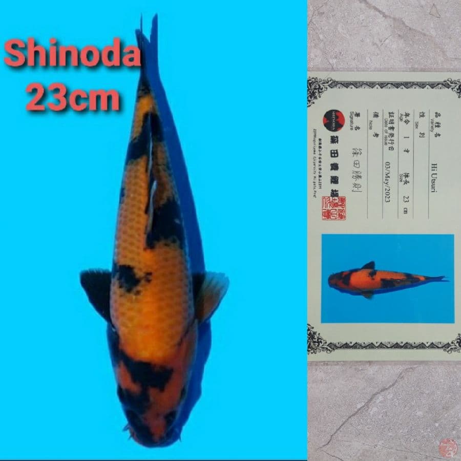 SHINODA HIUTSURI 23CM SERTI