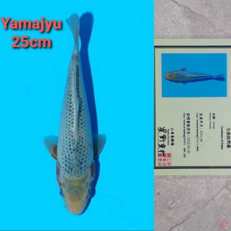 YAMAJYU ASAGI 25CM SERTI