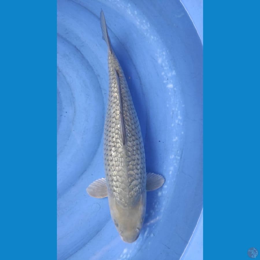 soragoi ginrin 46cm