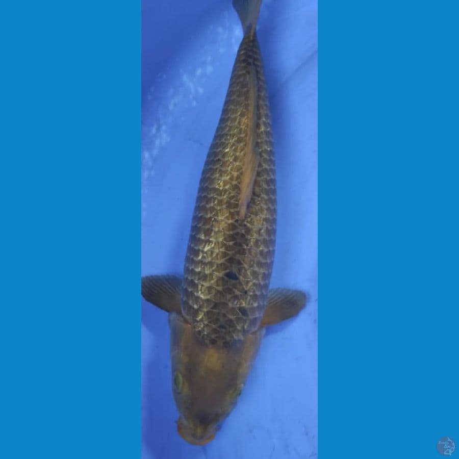 caramel ginrin 40cm