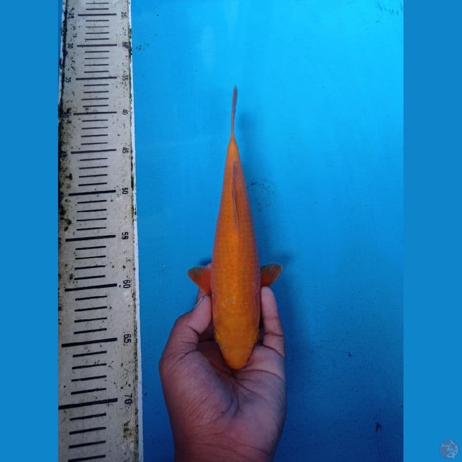 CARAMEL 26CM