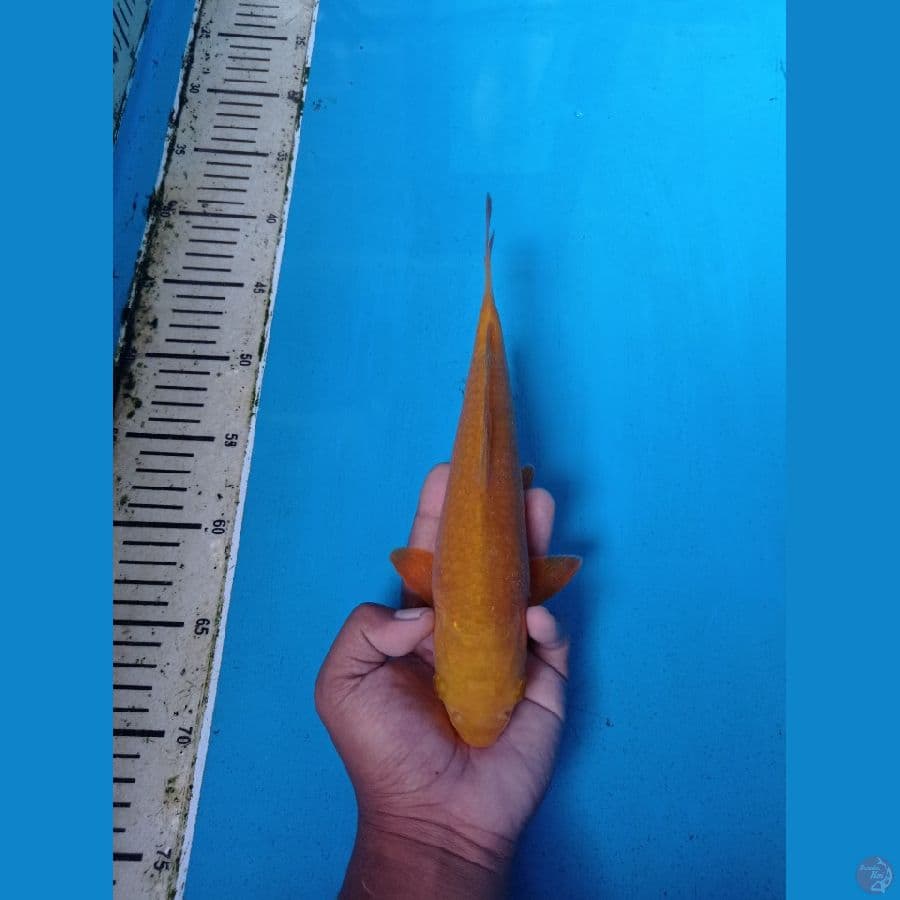 CARAMEL 26CM