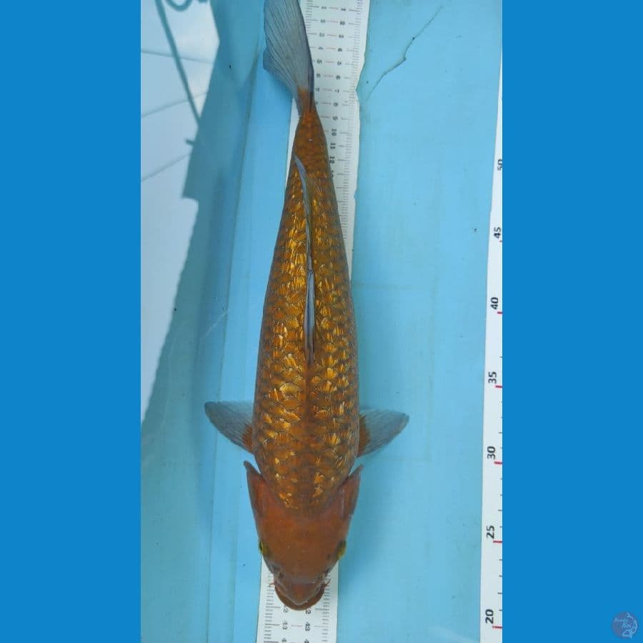 cagoi ginrin 37cm