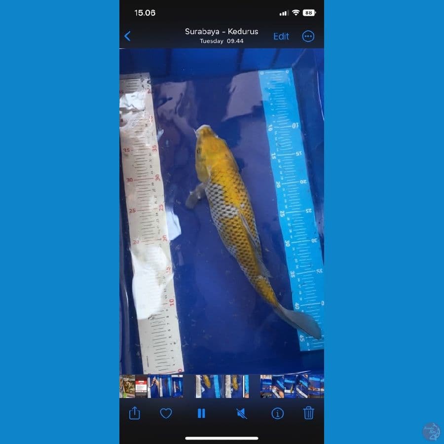 ochiba 36cm