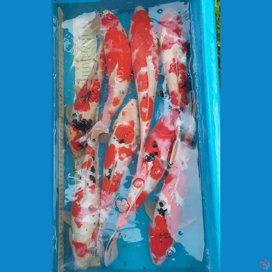 SANKE KOHAKU SHOWA DOITSU 33-40 CM 8 EKOR